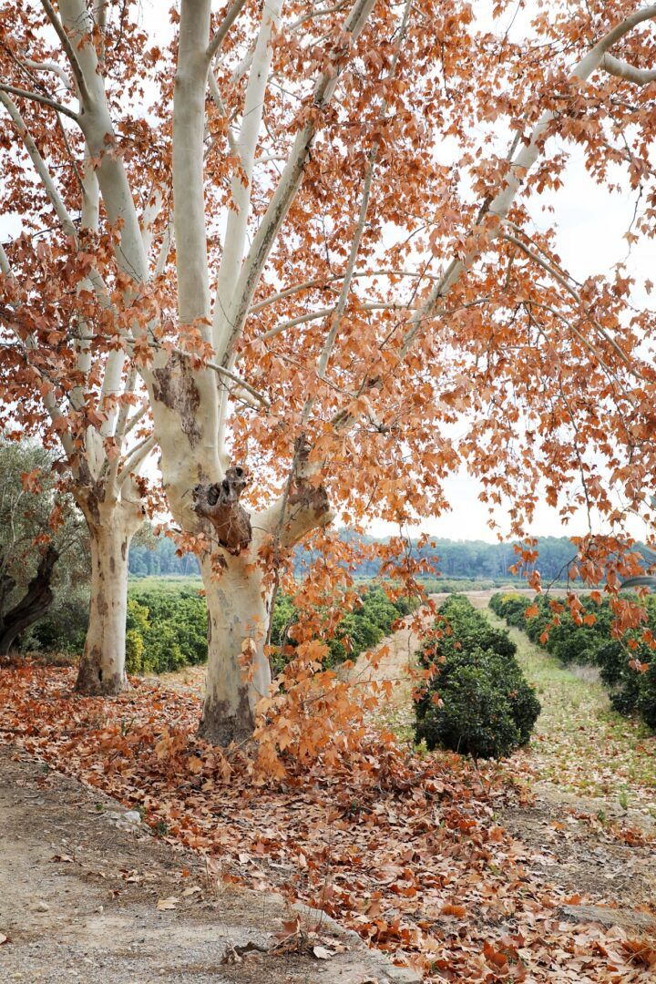 Boda de Ana y Álvaro en Vallesa de Mandor, Valencia